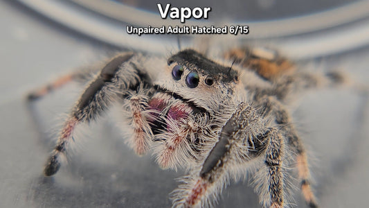 "Vapor" Female Regal (Phidippus regius) - Unpaired Adult