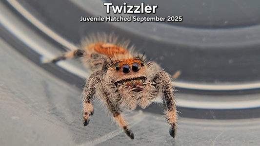 "Twizzler" Female Regal (Phidippus regius) - Juvenile