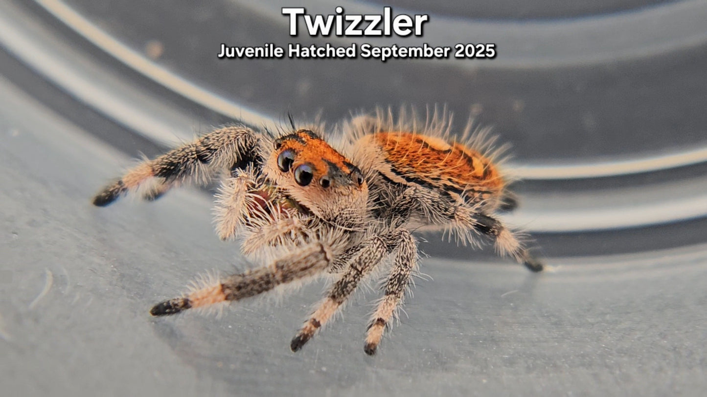 "Twizzler" Female Regal (Phidippus regius) - Juvenile
