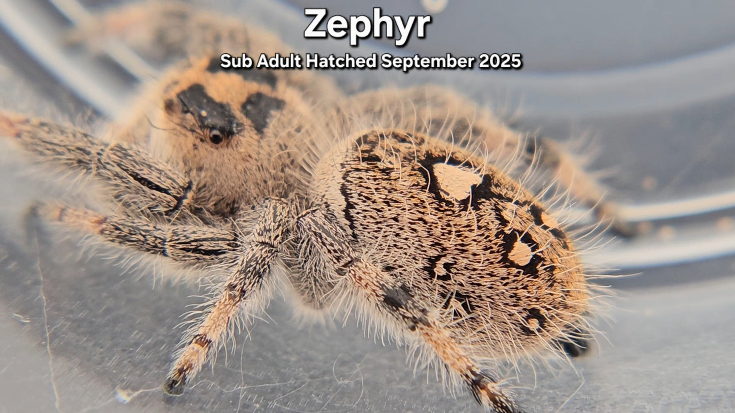 "Zephyr" Female Regal (Phidippus regius) - Sub Adult