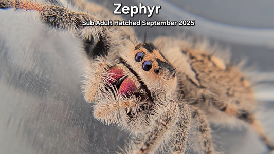 "Zephyr" Female Regal (Phidippus regius) - Sub Adult
