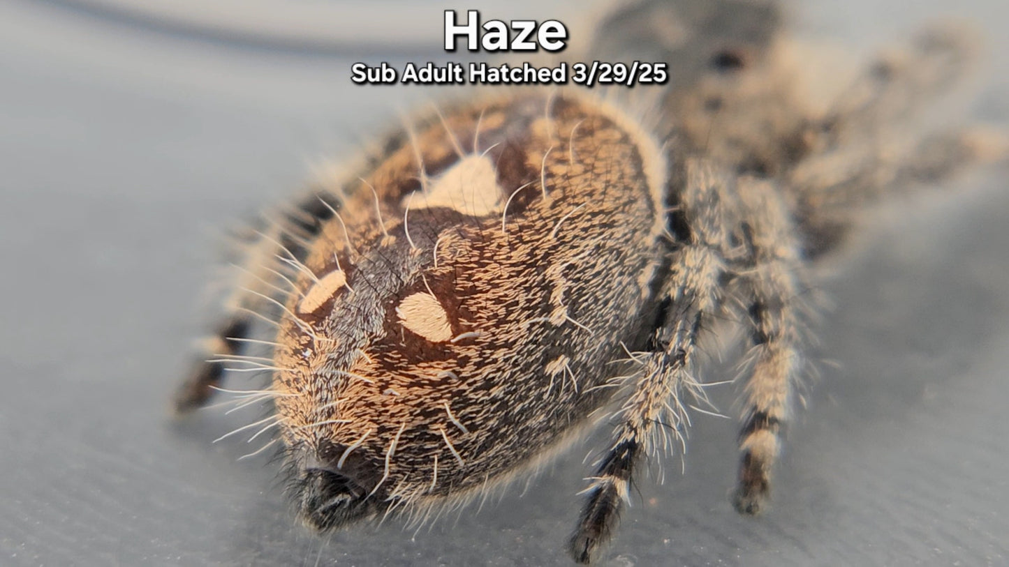 "Haze" Female Regal (Phidippus regius) - Sub Adult