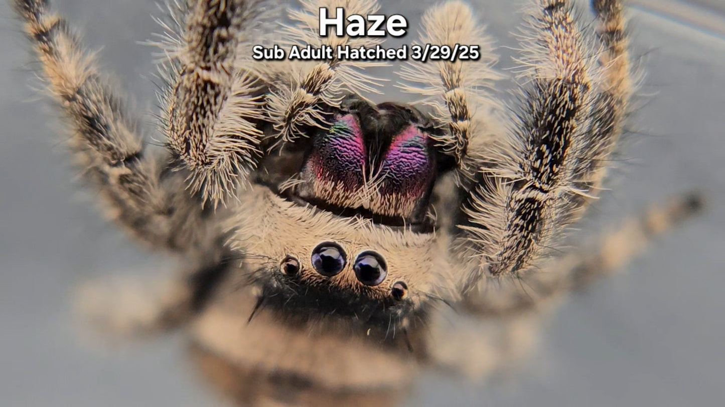 "Haze" Female Regal (Phidippus regius) - Sub Adult