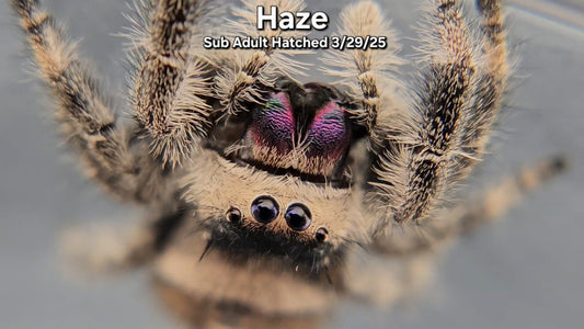 "Haze" Female Regal (Phidippus regius) - Sub Adult
