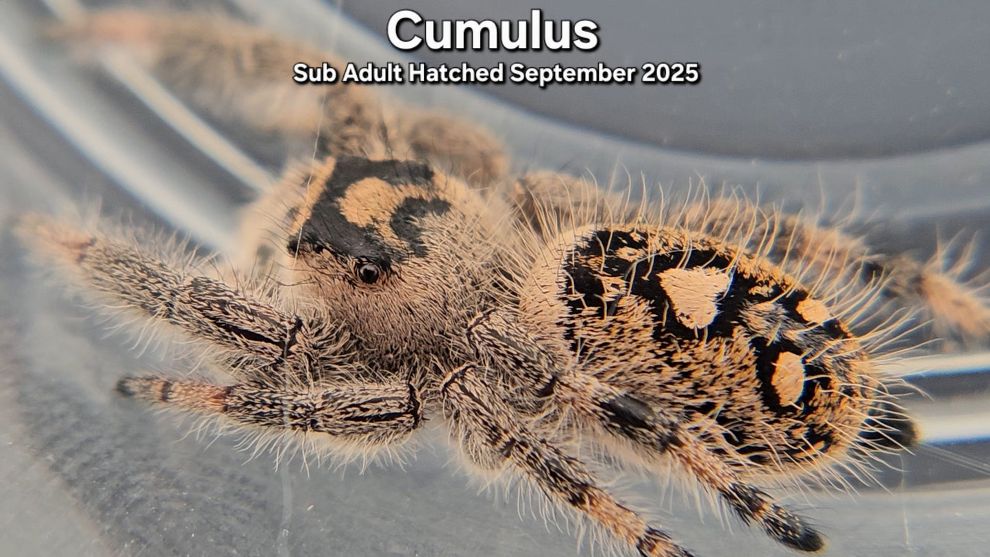 "Cumulus" Female Regal (Phidippus regius) - Sub Adult