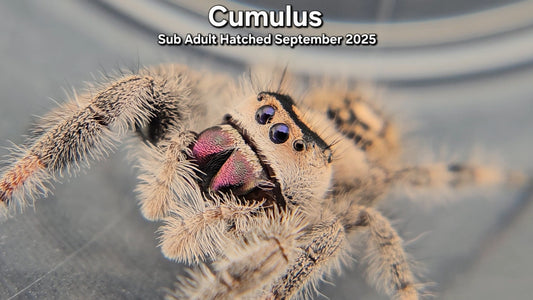 "Cumulus" Female Regal (Phidippus regius) - Sub Adult