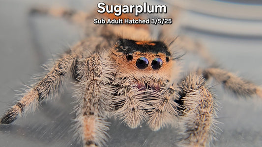"Sugarplum" Female Regal (Phidippus regius) - Sub Adult