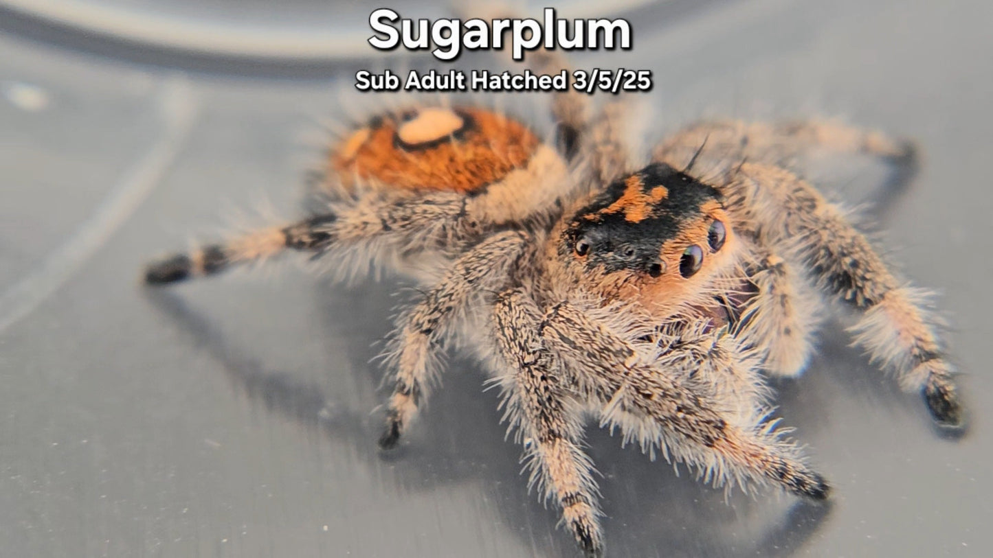 "Sugarplum" Female Regal (Phidippus regius) - Sub Adult