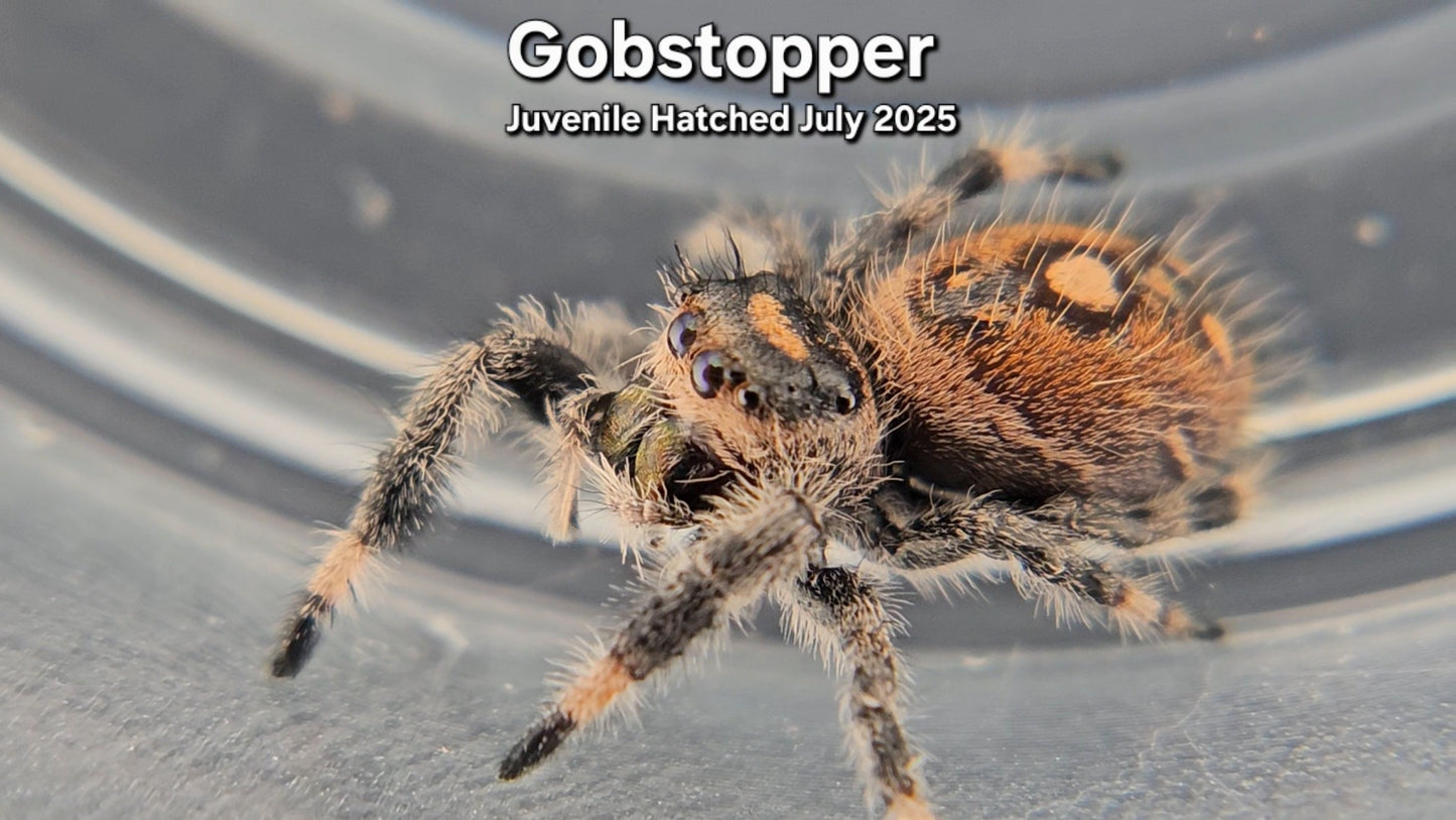 "Gobstopper" Female Regal (Phidippus regius) - Juvenile