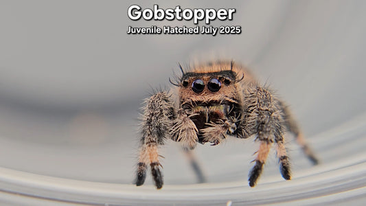 "Gobstopper" Female Regal (Phidippus regius) - Juvenile