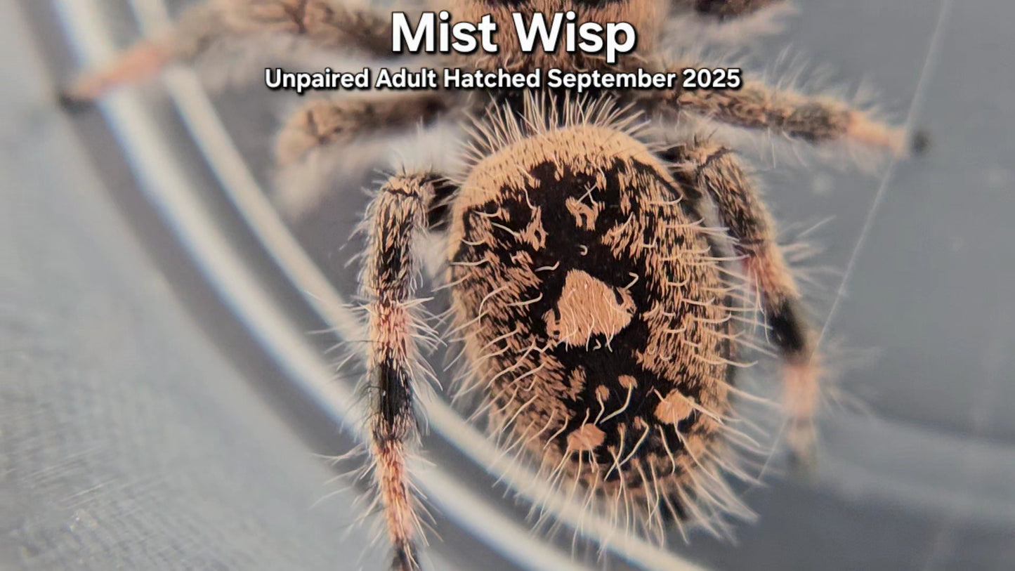 "Mist Wisp" Female Regal (Phidippus regius) - Unpaired Adult