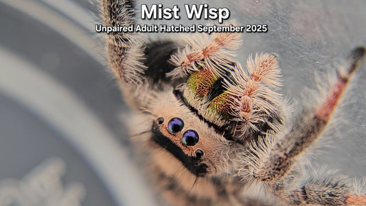 "Mist Wisp" Female Regal (Phidippus regius) - Unpaired Adult