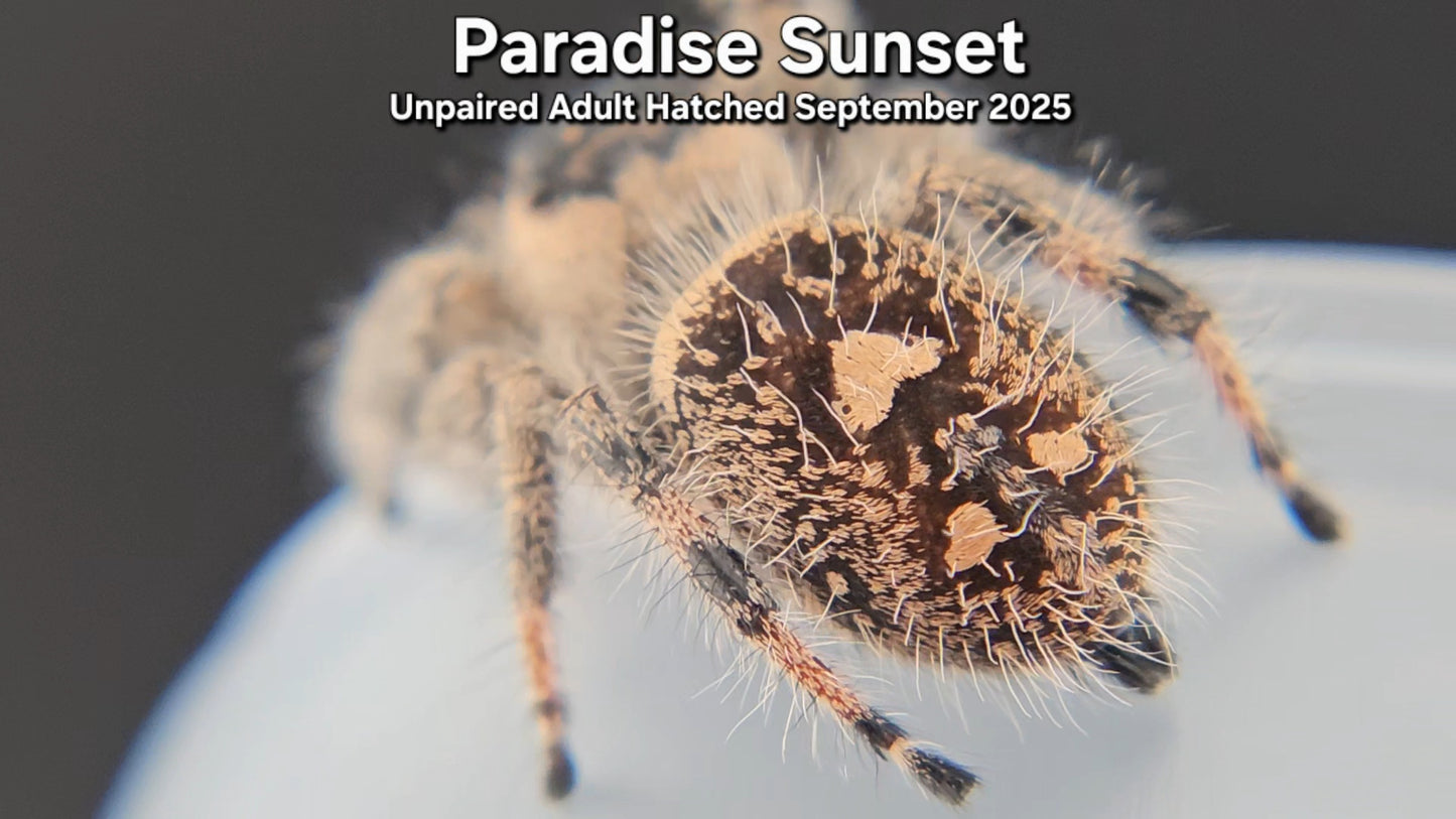 "Paradise Sunset" Female Regal (Phidippus regius) - Unpaired Adult Hatched September 2025