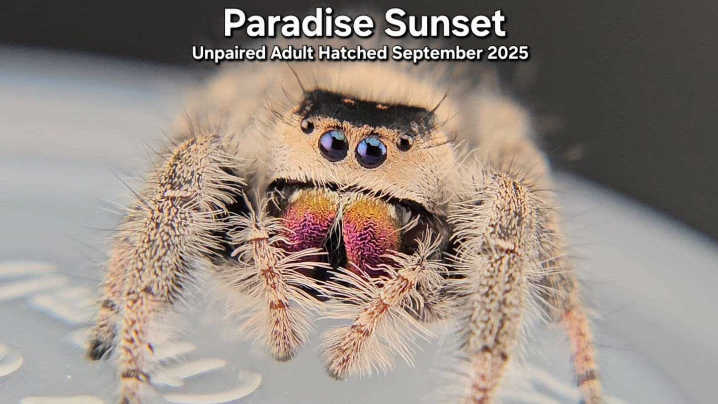 "Paradise Sunset" Female Regal (Phidippus regius) - Unpaired Adult Hatched September 2025