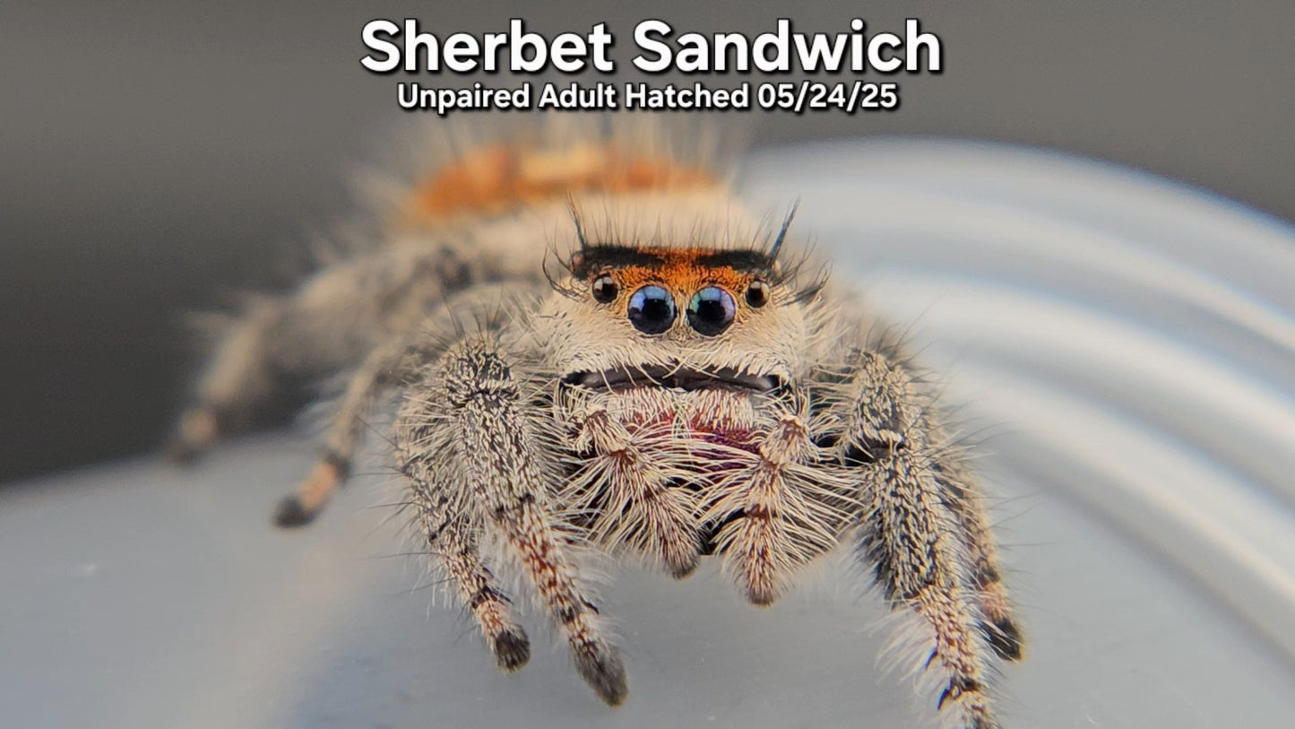 "Sherbet Sandwich" Female Regal (Phidippus regius) - Unpaired Adult Hatched 5/24/25