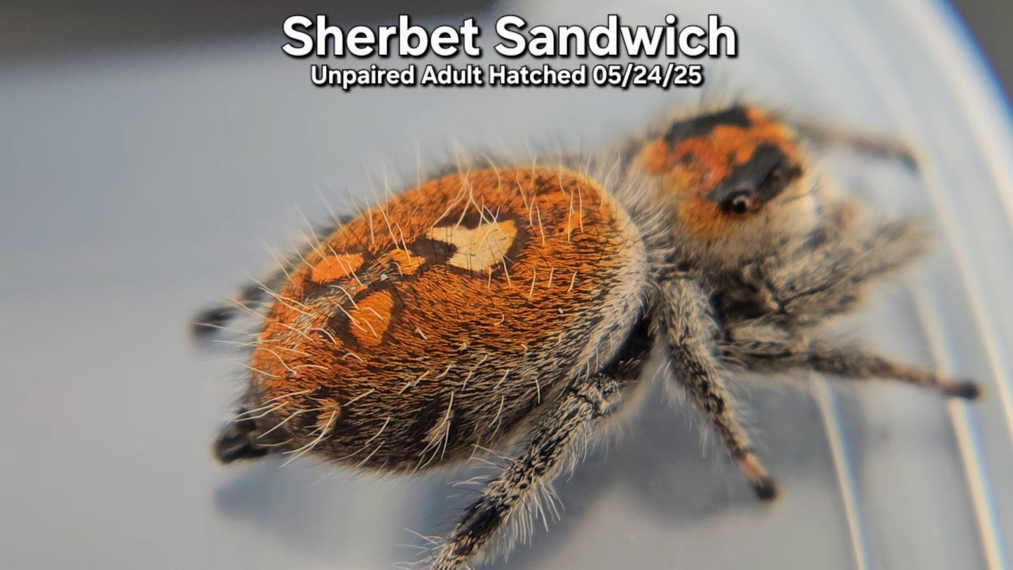 "Sherbet Sandwich" Female Regal (Phidippus regius) - Unpaired Adult Hatched 5/24/25