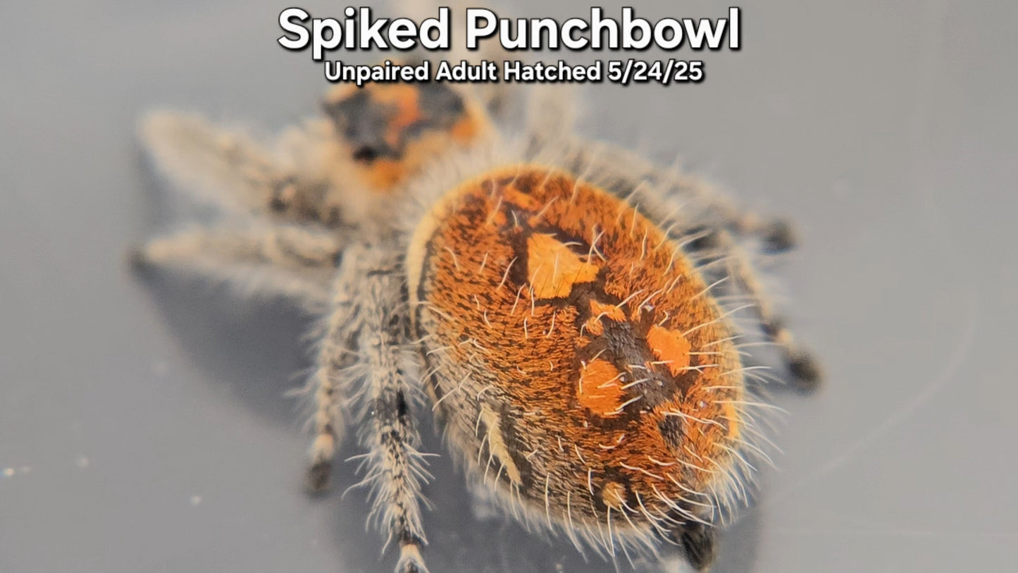 "Spiked Punchbowl" Female Regal (Phidippus regius) - Unpaired Adult Hatched 5/24/25