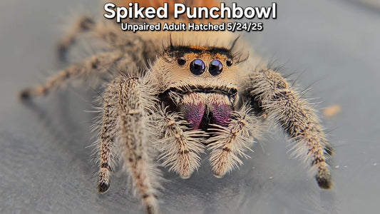 "Spiked Punchbowl" Female Regal (Phidippus regius) - Unpaired Adult Hatched 5/24/25