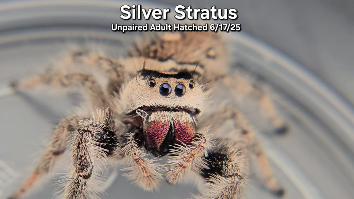 "Silver Stratus" Female Regal (Phidippus regius) - Unpaired Adult Hatched 6/17/25