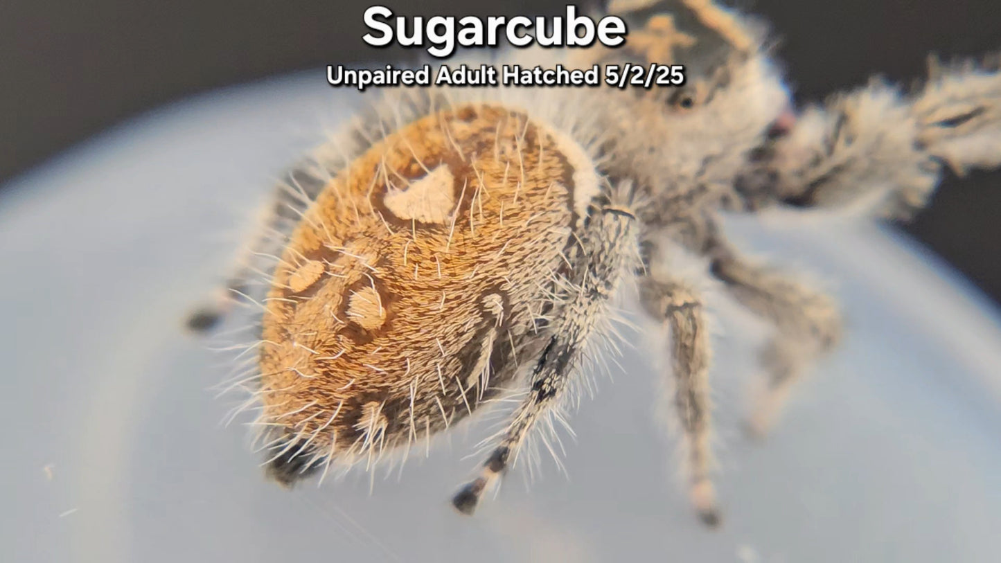 "Sugarcube" Female Regal (Phidippus regius) - Unpaired Adult Hatched 5/2/25