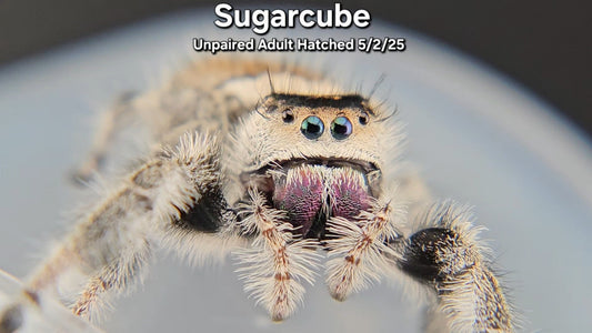 "Sugarcube" Female Regal (Phidippus regius) - Unpaired Adult Hatched 5/2/25