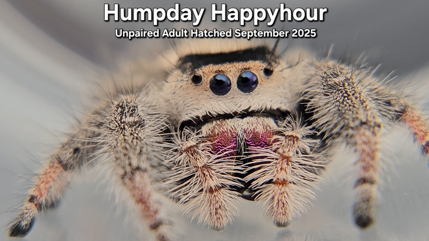 "Humpday Happyhour" Female Regal (Phidippus regius) - Unpaired Adult Hatched September 2025