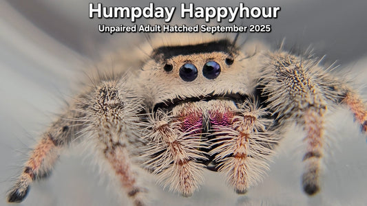 "Humpday Happyhour" Female Regal (Phidippus regius) - Unpaired Adult Hatched September 2025