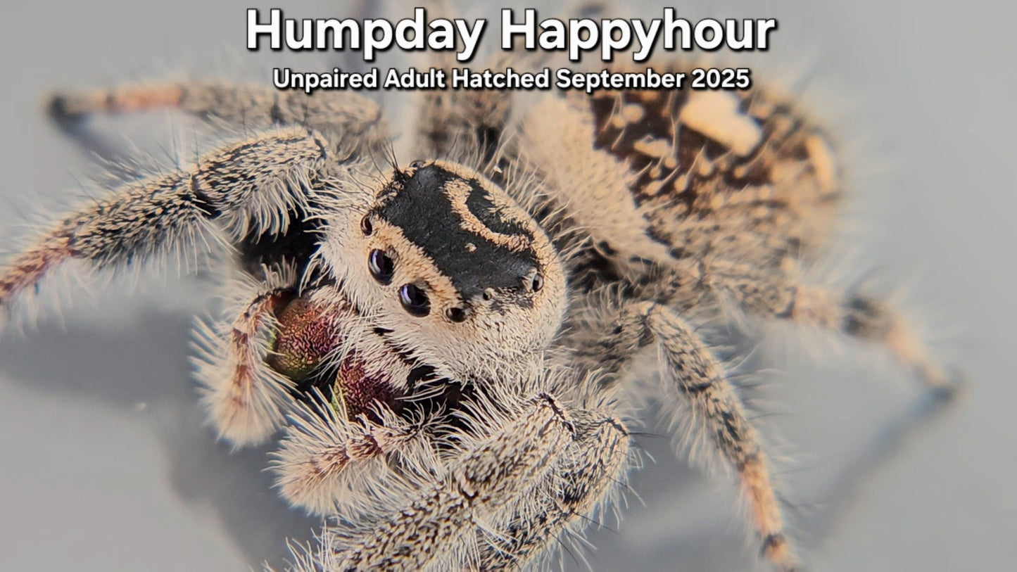 "Humpday Happyhour" Female Regal (Phidippus regius) - Unpaired Adult Hatched September 2025