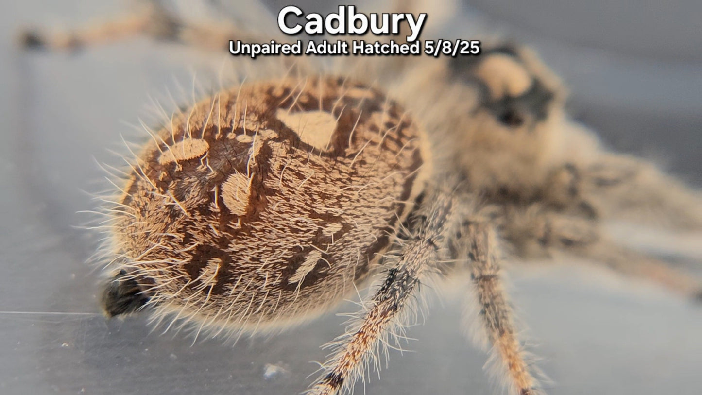 "Cadbury" Female Regal (Phidippus regius) - Unpaired Adult Hatched 5/8/25