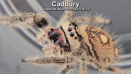 "Cadbury" Female Regal (Phidippus regius) - Unpaired Adult Hatched 5/8/25