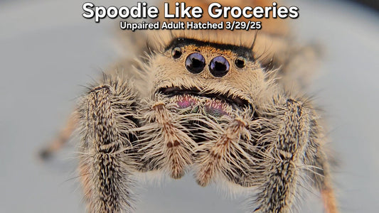 "Spoodie Like Groceries" Female Regal (Phidippus regius) - Unpaired Adult Hatched 3/29/25