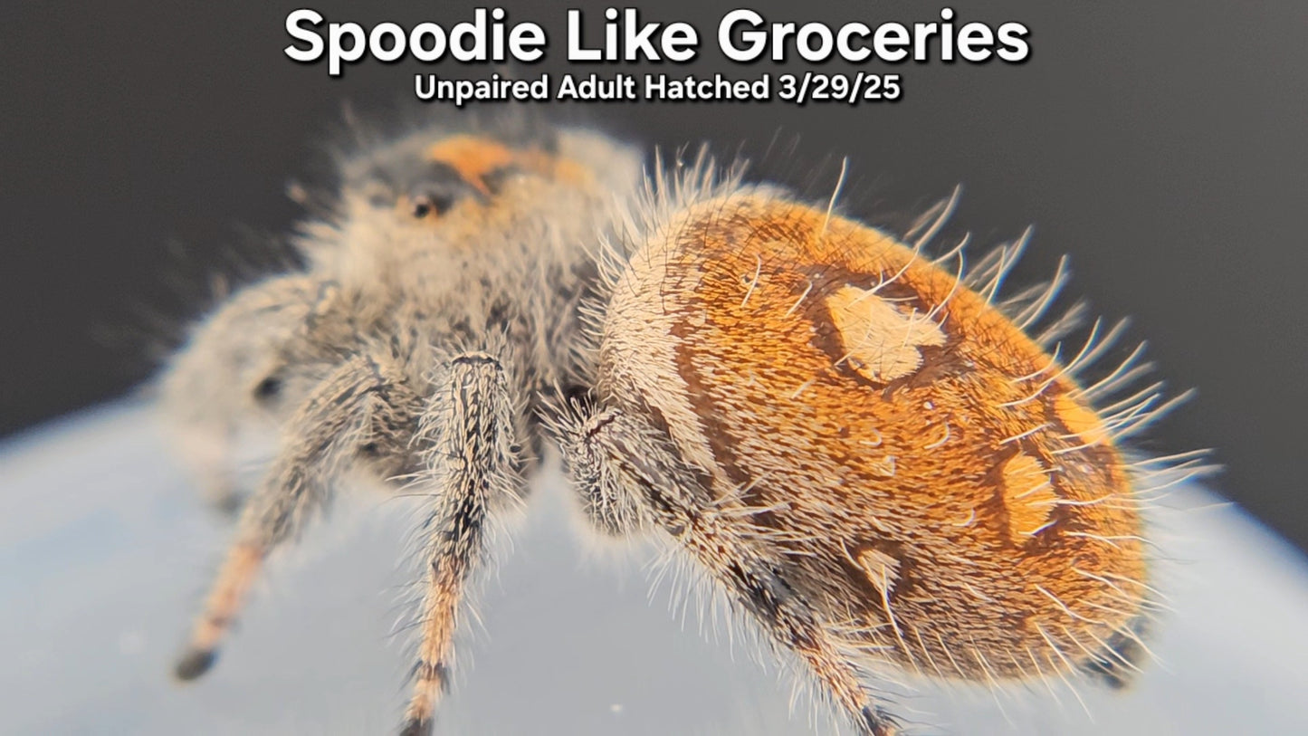 "Spoodie Like Groceries" Female Regal (Phidippus regius) - Unpaired Adult Hatched 3/29/25