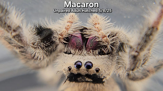 "Macaron" Female Regal (Phidippus regius) - Unpaired Adult Hatched 5/8/25