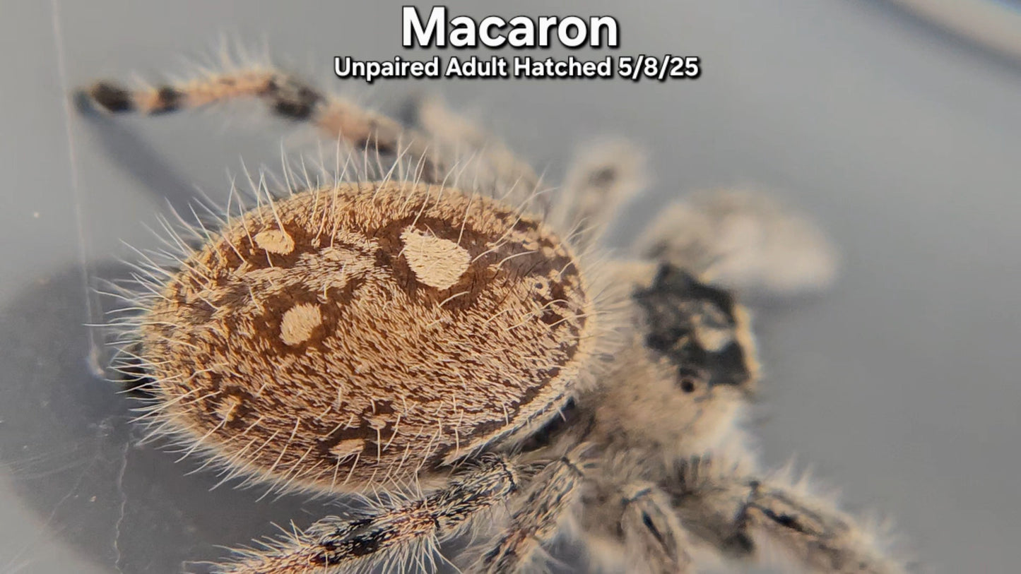 "Macaron" Female Regal (Phidippus regius) - Unpaired Adult Hatched 5/8/25