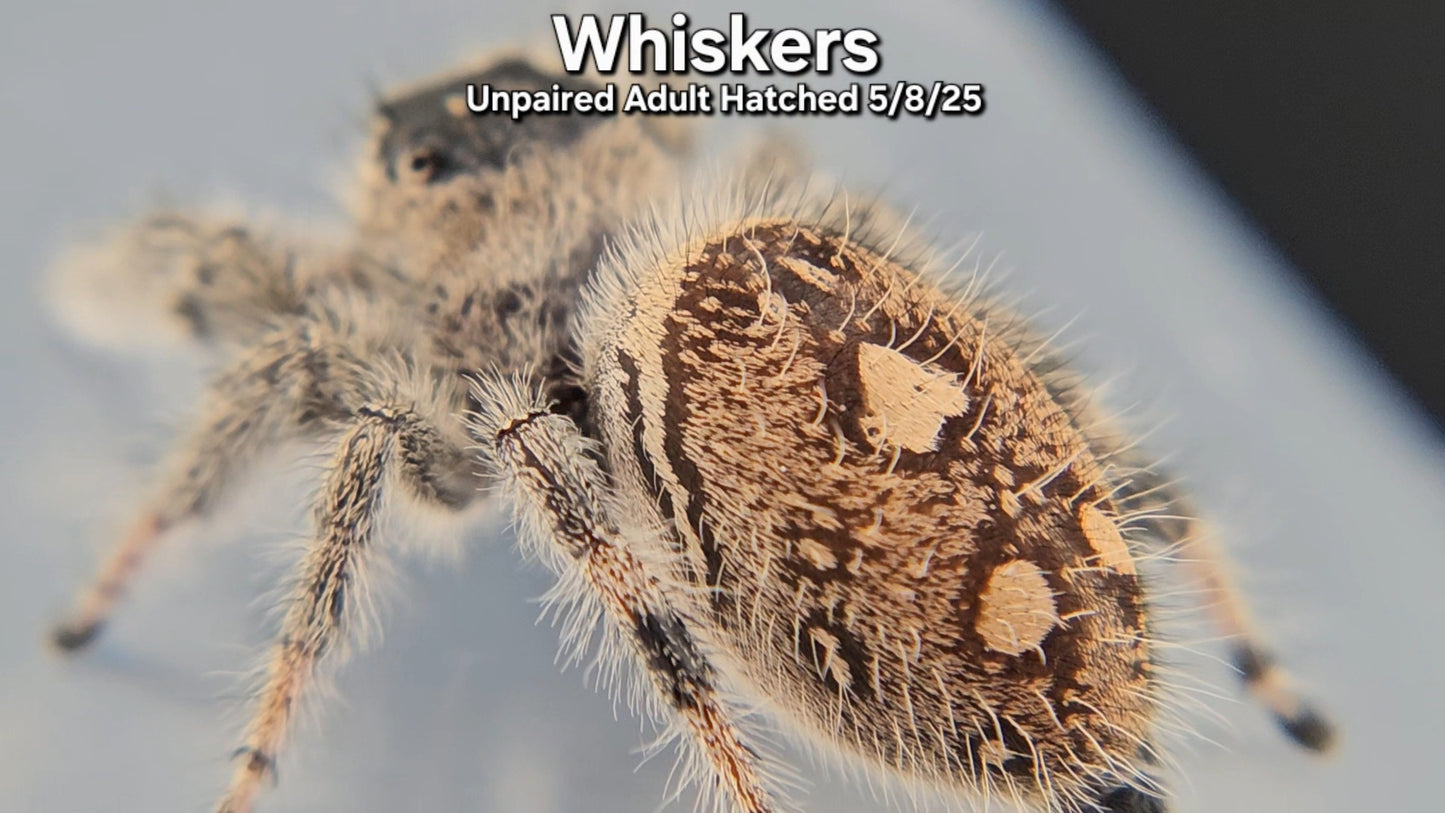 "Whiskers" Female Regal (Phidippus regius) - Unpaired Adult Hatched 5/8/25