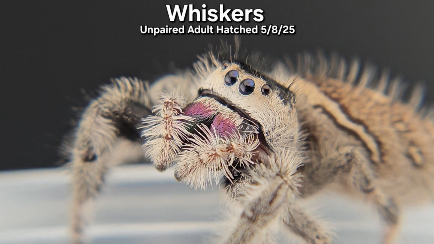 "Whiskers" Female Regal (Phidippus regius) - Unpaired Adult Hatched 5/8/25