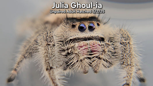 "Julia Ghoul-ia" Female Regal (Phidippus regius) - Unpaired Adult Hatched 5/2/25