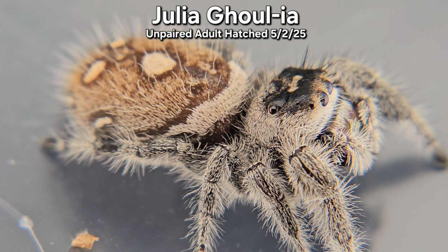 "Julia Ghoul-ia" Female Regal (Phidippus regius) - Unpaired Adult Hatched 5/2/25