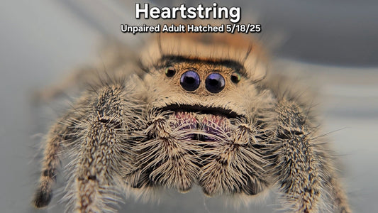 "Heartstring" Female Regal (Phidippus regius) - Unpaired Adult Hatched 5/18/25