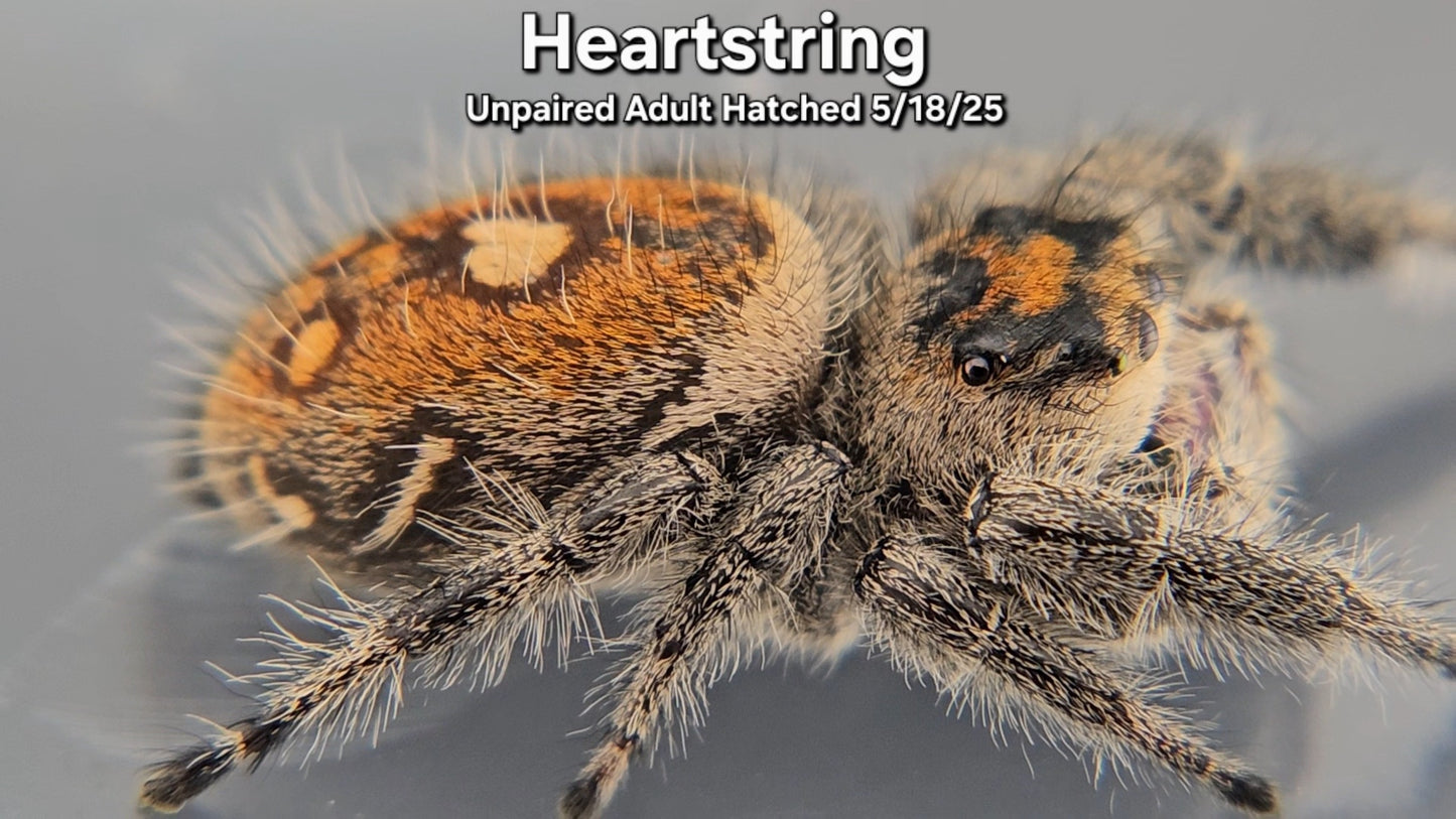 "Heartstring" Female Regal (Phidippus regius) - Unpaired Adult Hatched 5/18/25