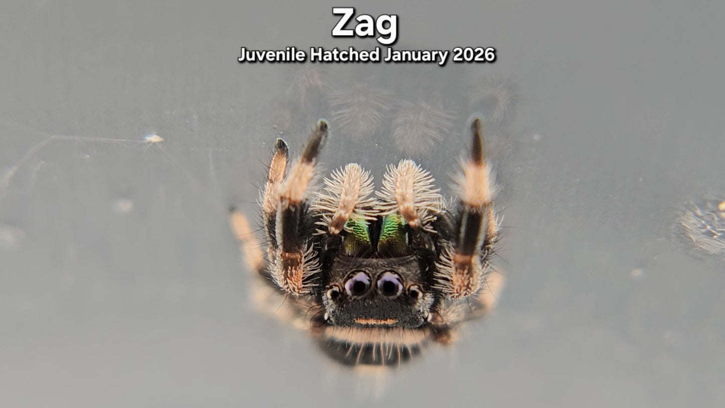 "Zag" Male Regal (Phidippus regius) - Juvenile Hatched January 2026