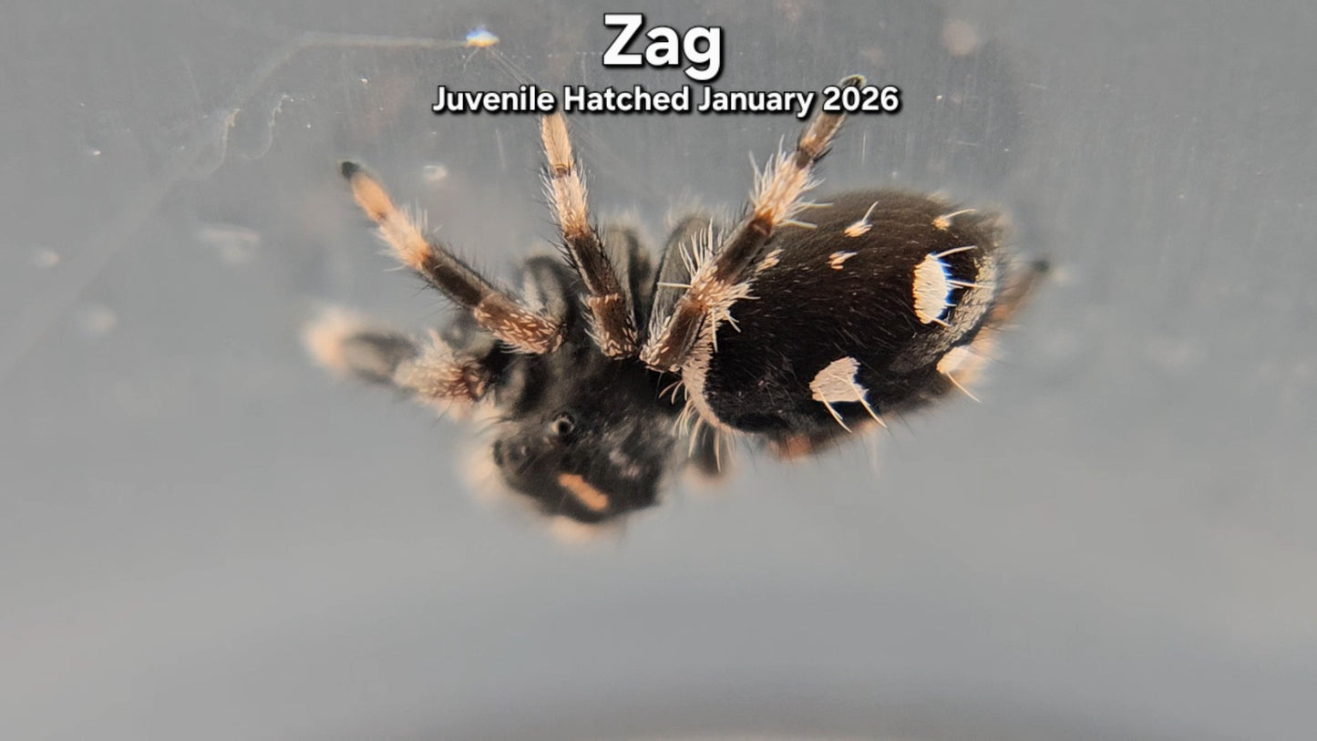 "Zag" Male Regal (Phidippus regius) - Juvenile Hatched January 2026