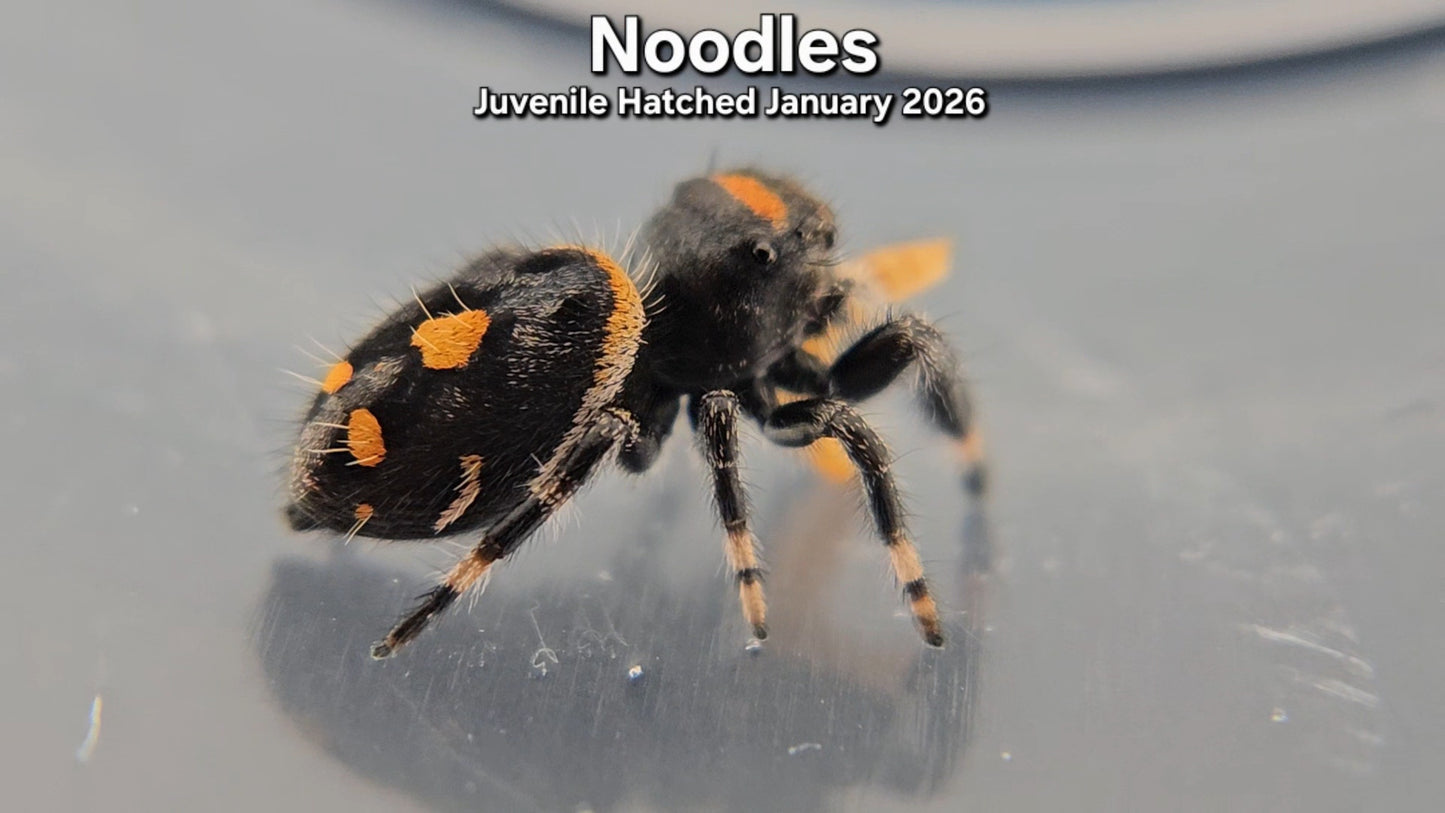 "Noodles" Female Regal (Phidippus regius) - Juvenile Hatched January 2026