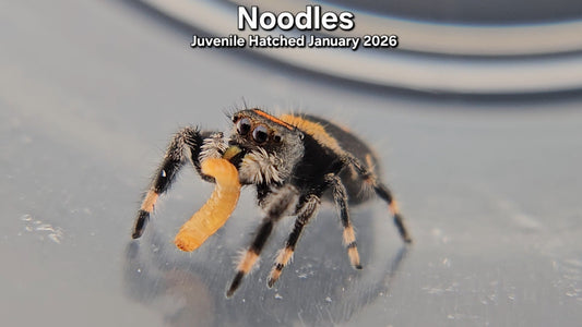 "Noodles" Female Regal (Phidippus regius) - Juvenile Hatched January 2026
