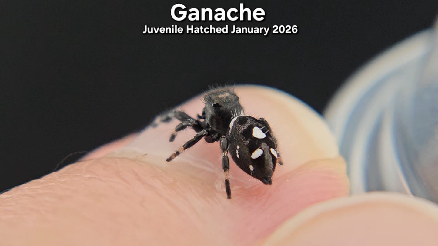 "Ganache" Male Regal (Phidippus regius) - Juvenile Hatched January 2026