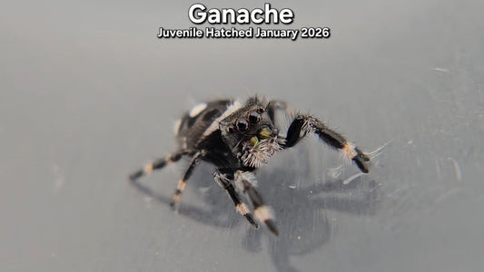 "Ganache" Male Regal (Phidippus regius) - Juvenile Hatched January 2026