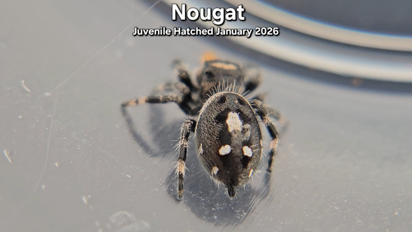 "Nougat" Male Regal (Phidippus regius) - Juvenile Hatched January 2026
