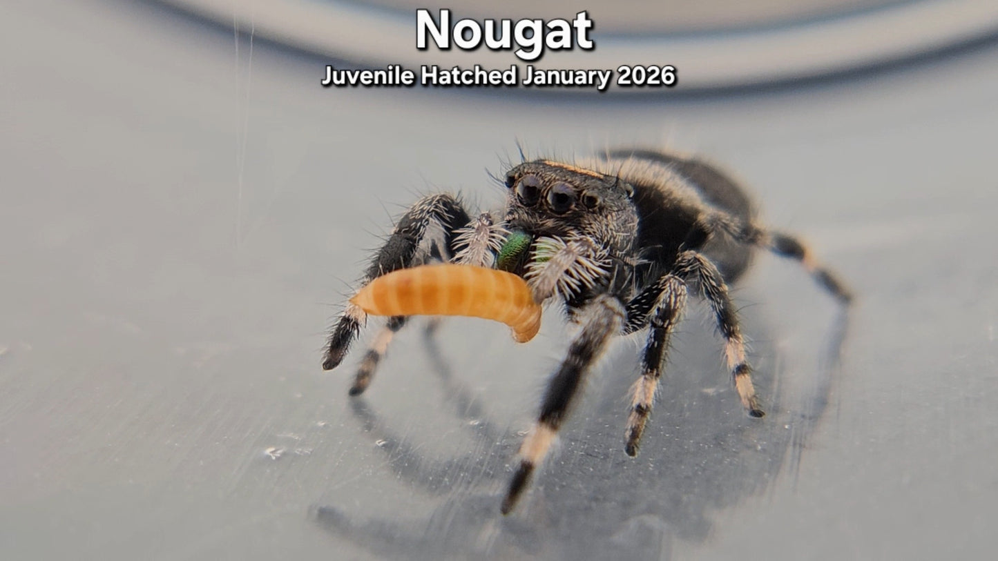 "Nougat" Male Regal (Phidippus regius) - Juvenile Hatched January 2026