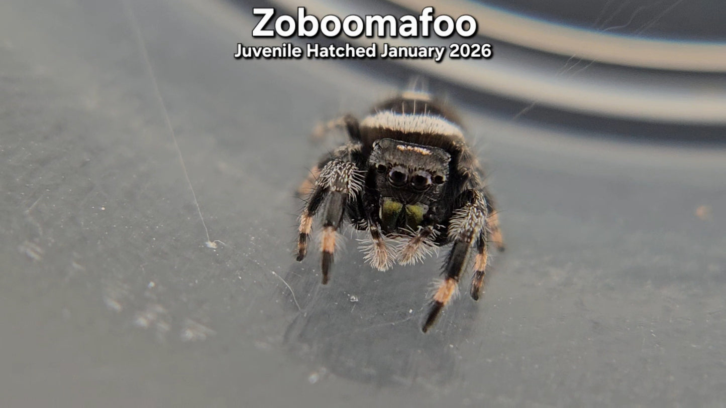 "Zoboomafoo" Male Regal (Phidippus regius) - Juvenile Hatched January 2026
