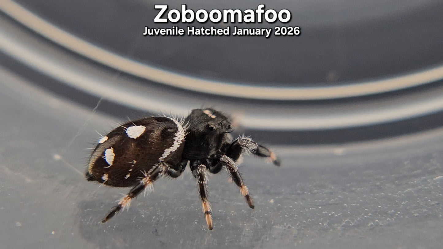 "Zoboomafoo" Male Regal (Phidippus regius) - Juvenile Hatched January 2026